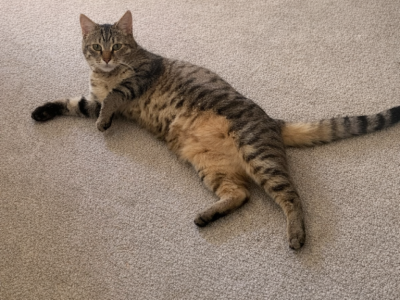 Mimi - Domestic - Gallery Photo #1
