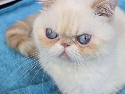 Caesar - Exotic - Gallery Photo #1