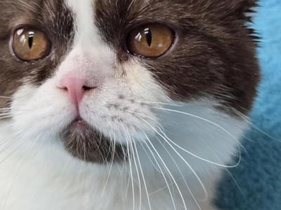 Muscat - British Shorthair - Gallery Photo #1