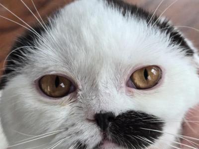 Charlie - British Shorthair - Gallery Photo #1