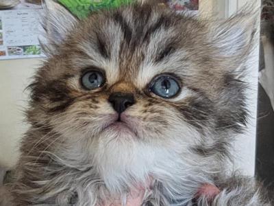 Zeus - Persian - Gallery Photo #1