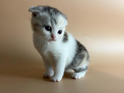 Luna - British Shorthair - Gallery Photo #1