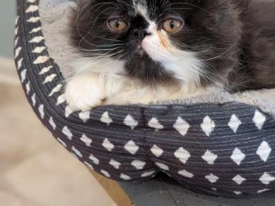 Exotic Bi Color Boys - Exotic - Gallery Photo #1