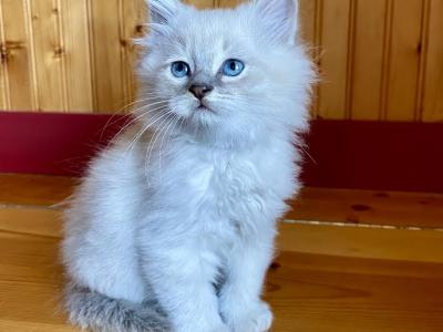 Juliette - Domestic - Gallery Photo #1