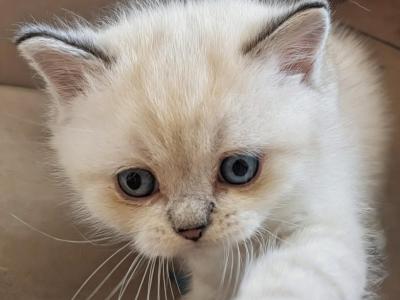 Samurai - Himalayan - Gallery Photo #1