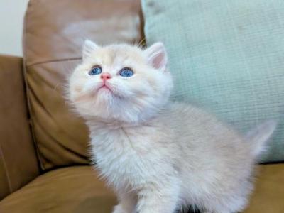 Mia - British Shorthair - Gallery Photo #1