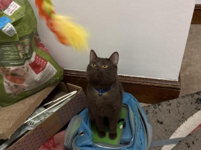 Almond - Siamese - Gallery Photo #1