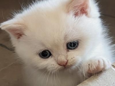 Barsiola - British Shorthair - Gallery Photo #1