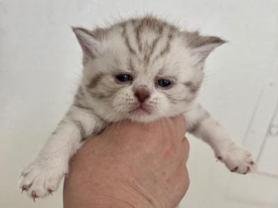 Moonlight - British Shorthair - Gallery Photo #1