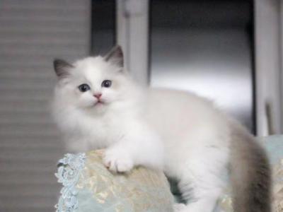 003 - Ragdoll - Gallery Photo #1