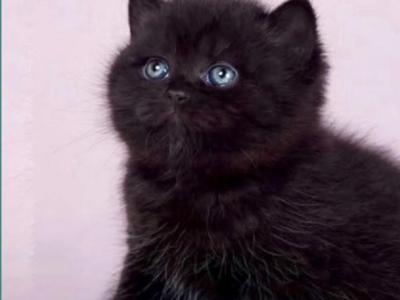 Fiona - British Shorthair - Gallery Photo #1