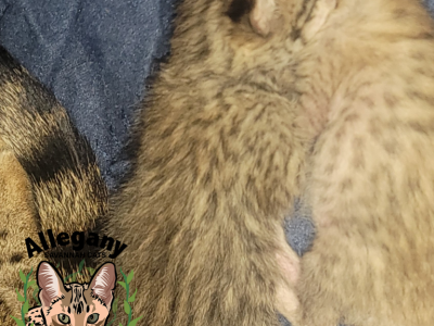 F3 Savannah Female Nani - Savannah - Gallery Photo #1