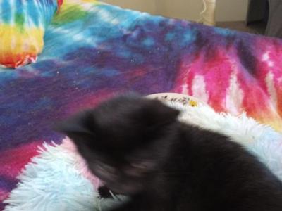 Tigger - American Shorthair - Gallery Photo #1