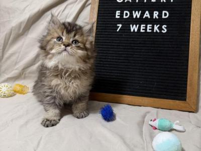 Edward - British Shorthair - Gallery Photo #1