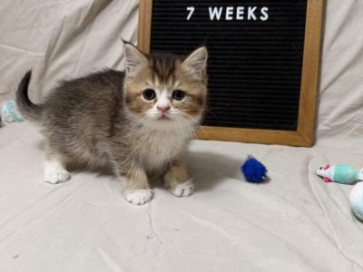 Rosalie - British Shorthair - Gallery Photo #1