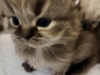 Fluffy - Ragdoll - Gallery Photo #1