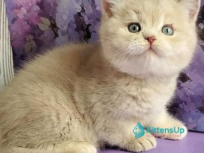 Queenie - British Shorthair - Gallery Photo #1