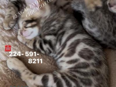 Bengal Kitten Silver Male - Bengal - Gallery Photo #1
