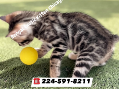 BENGAL KITTEN  CHARCOAL MALE - Bengal - Gallery Photo #1