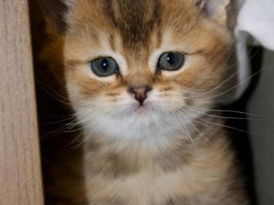 Moose - British Shorthair - Gallery Photo #1