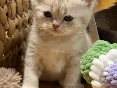 Ollie - British Shorthair - Gallery Photo #1