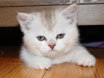 Kaia - British Shorthair - Gallery Photo #1