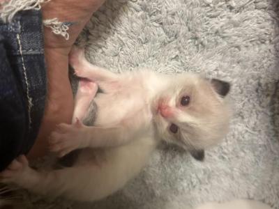 Bicolor Seal Point Ragdoll Kitten 4 Weeks Old - Ragdoll - Gallery Photo #1
