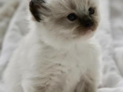 Pepper - Ragdoll - Gallery Photo #1