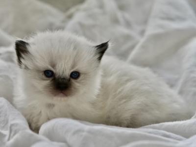 Chai - Ragdoll - Gallery Photo #1
