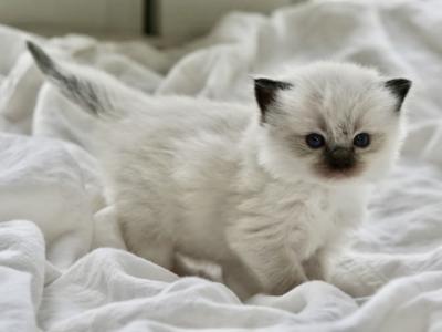 Clove - Ragdoll - Gallery Photo #1