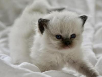 Maple - Ragdoll - Gallery Photo #1