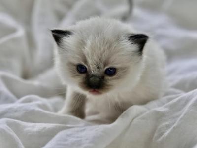 Clove - Ragdoll - Gallery Photo #1