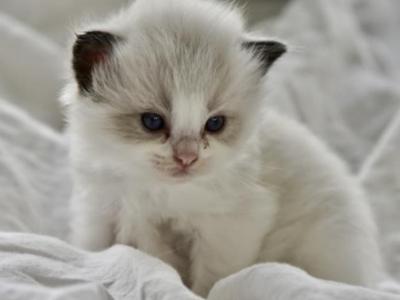 Juniper - Ragdoll - Gallery Photo #1