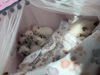 Siamese Kitten's - Siamese - Gallery Photo #1