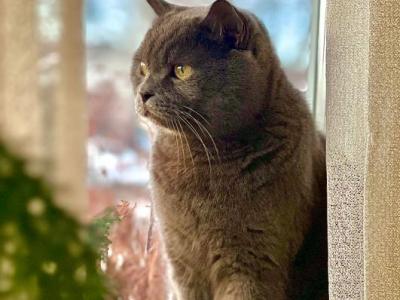 Berlioz - Scottish Straight - Gallery Photo #1