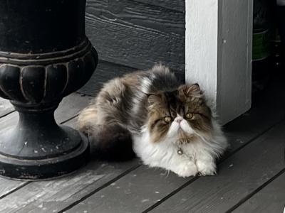 Brown Patched Tabby And White - Persian - Gallery Photo #1