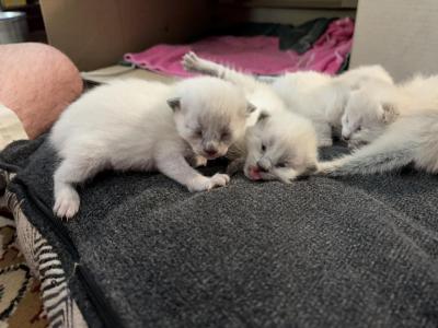 Hercules - Siamese - Gallery Photo #1