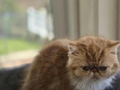 Exotic Red White Female Kitten - Exotic - Gallery Photo #1