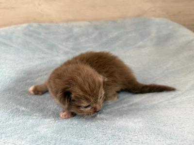 Remy - Ragdoll - Gallery Photo #1