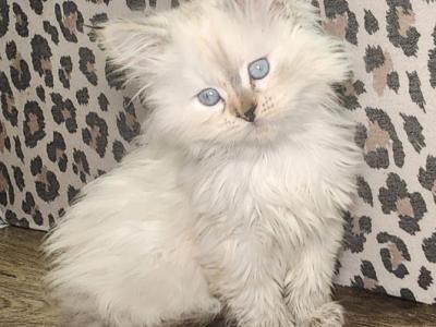 Ragdoll Siberian Female Kitten - Ragdoll - Gallery Photo #1