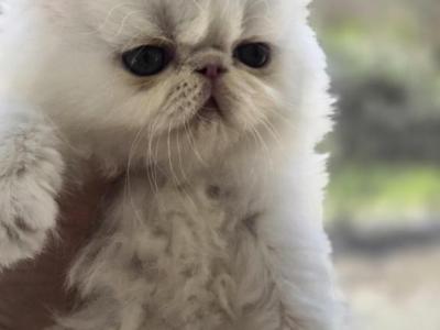 White Odd Eyes Persian Male - Persian - Gallery Photo #1