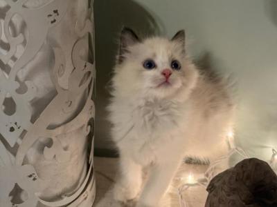 KiKi - Ragdoll - Gallery Photo #1