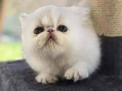 White Persian Male - Persian - Gallery Photo #1