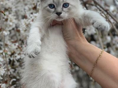 Beauties - Manx - Gallery Photo #1