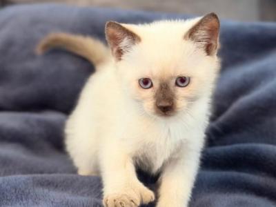 Siamese Kitty - Siamese - Gallery Photo #1
