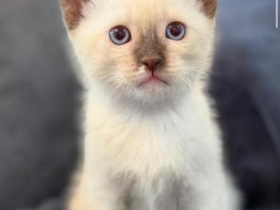 Beautiful Siamese Kitty - Siamese - Gallery Photo #1