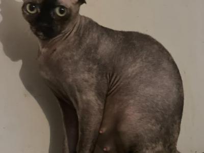 Lilith Pregnant Elf - Maine Coon - Gallery Photo #1