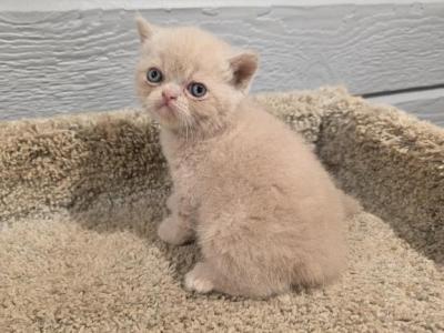 Siegfried - Exotic - Gallery Photo #1