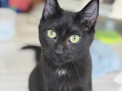 Astraea - Domestic - Gallery Photo #1