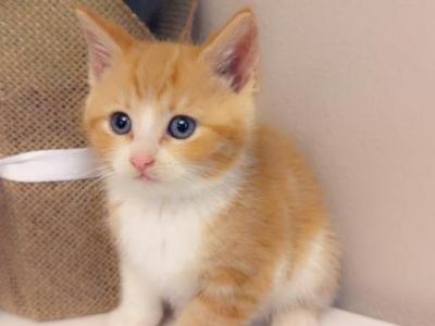 Handsome Orange Kitty - Domestic - Gallery Photo #1